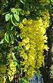 Laburnum anagyroides hanging flower cluster.jpg