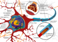Complete neuron cell diagram en svg.png