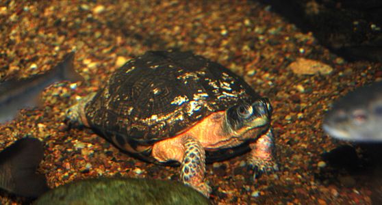 Baltimore Aquarium - Glyptemys insculpta.jpg