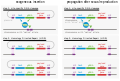 Molecular mechanism of gene drive.svg