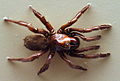 AustralianMuseum spider specimen 51.JPG