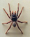 AustralianMuseum spider specimen 08.JPG