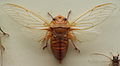 AustralianMuseum cicada specimen 24.JPG