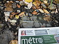 Fossil on Whitehorse rapids shoreline with paper 02.JPG