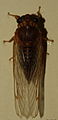 AustralianMuseum cicada specimen 63.JPG