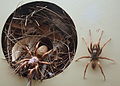 AustralianMuseum spider specimen 45.JPG
