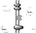 Glucose-6-Phosphate Translocase (Figure 1).gif