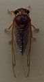 AustralianMuseum cicada specimen 30.JPG