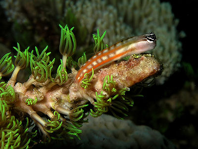 Australian blenny.jpg