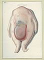 Dissection of a headless pig fetus..JPG