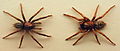 AustralianMuseum spider specimen 28.JPG
