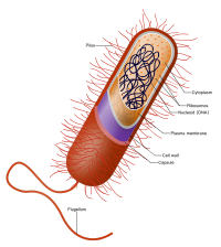 Prokaryote cell.svg