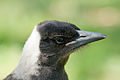 Australian Magpie open eyes.jpg