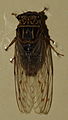 AustralianMuseum cicada specimen 58.JPG