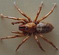 AustralianMuseum spider specimen 37.JPG