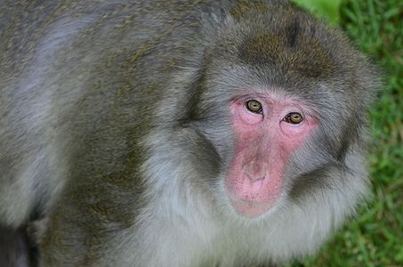 A japanese macaque (Macaca fuscata) at the Zoo Sauvage de Saint-Félicien