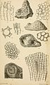 The Annals and magazine of natural history; zoology, botany, and geology (1884) (18414120611).jpg