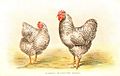 Animal-Bird-Chicken-Plymouth-Rocks-1024x647.jpg