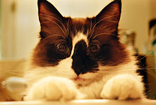Cat looking into camera.jpg