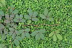 Mimosa pudica 00277.JPG