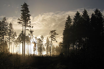 Mystischer Sonnenaufgang im nördlichen Waldviertel.jpg