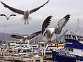 Gaviotas.jpg