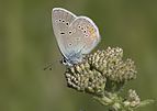 Polyommatus bellis antiochena - Hatay'ın Çokgözlü Güzelmavisi 27.jpg