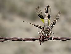 Gastrimargus Musicus Barbed Wire.jpg