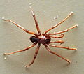 AustralianMuseum spider specimen 49.JPG