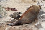 Galápagos sea lions, Santa Fe Island 03.jpg