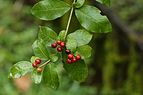 Rauvolfia tetraphylla 1523.jpg