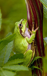 Tree frog2.jpg