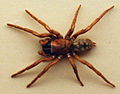 AustralianMuseum spider specimen 30.JPG