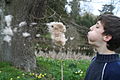Boy blowing at a Typha latifolia seed head.jpg