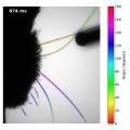 File:Automated-Tracking-of-Whiskers-in-Videos-of-Head-Fixed-Rodents-pcbi.1002591.s004.ogv