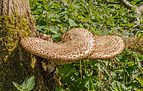 Beekdal Linde Bekhofplas. Een waardevol natuurterrein van Staatsbosbeheer In de provincie Friesland 08.jpg