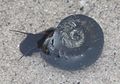 2014 08 01 Wasserschnecke1.JPG