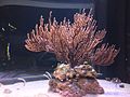 Gorgonian Coral at New England Aquarium.jpg