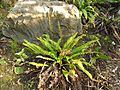 Blechnum spicant.Dusseldorf.jpg