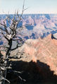 Dead tree - Grand Canyon.jpg
