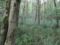 Bos in Nationaal Park de Weerribben.JPG
