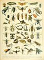 Adolphe Millot insectes B.jpg
