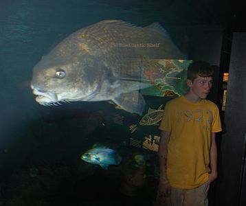 Baltimore Aquarium - Fish+ Reflection 2.jpg