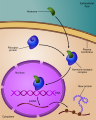 Regulation of gene expression by steroid hormone receptor.svg