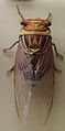 AustralianMuseum cicada specimen 34.JPG