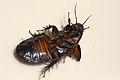 Australian Wood Cockroach 02.jpg