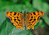 Polygonia c-album qtl2.jpg