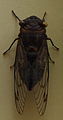 AustralianMuseum cicada specimen 13.JPG