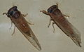 AustralianMuseum cicada specimen 05.JPG