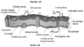 Eukaryotic membrane all components.png